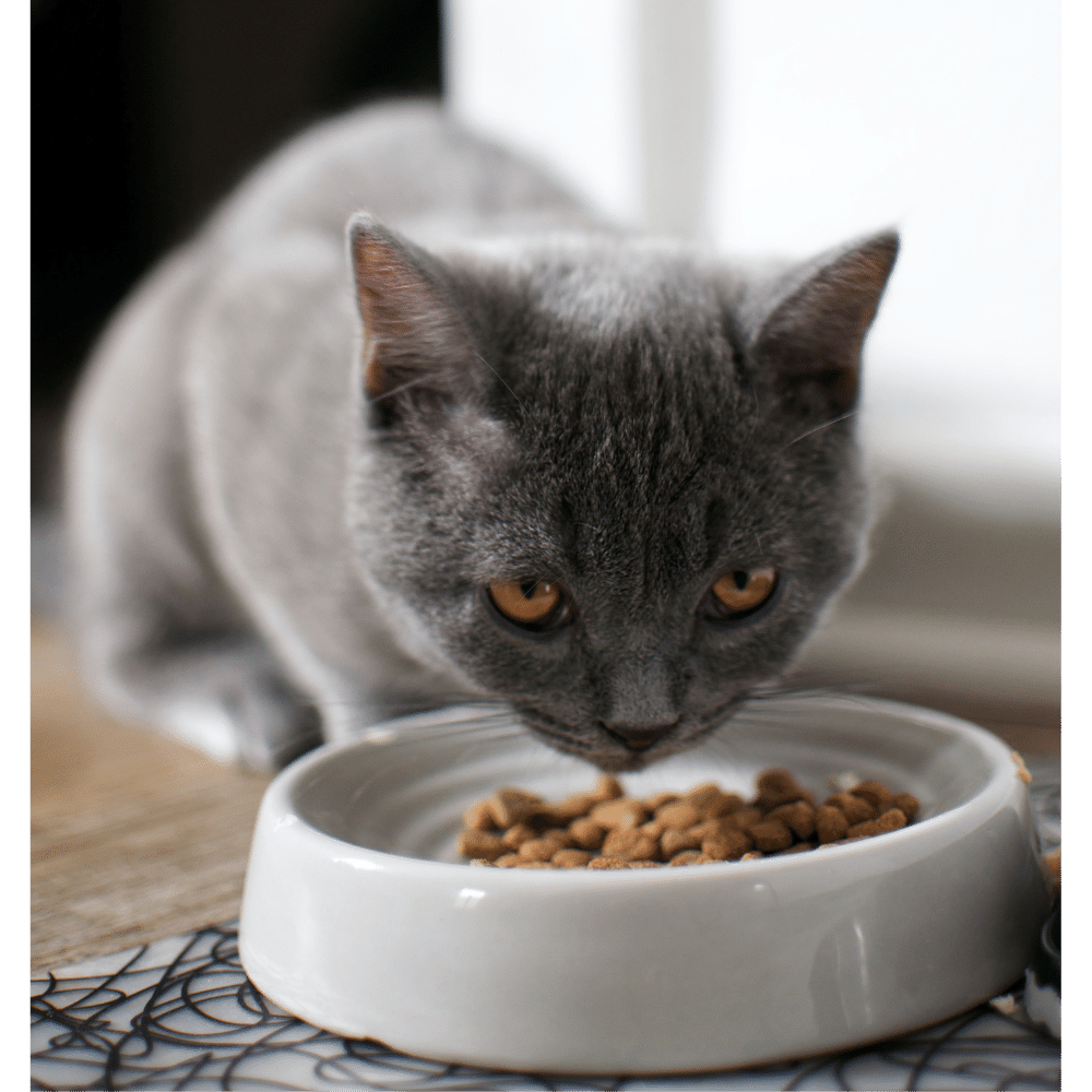 cat-food-mats-mealtime-majesty-for-finicky-felines