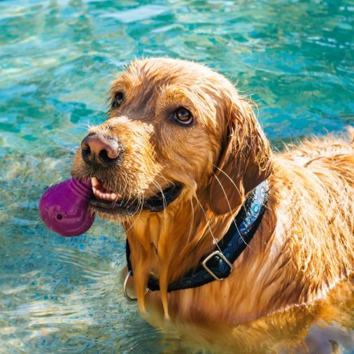 Best Dog Swimming Pool