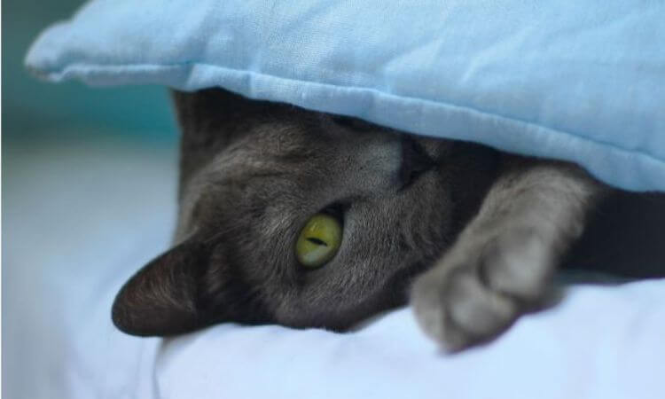 Are Cats Nocturnal? 