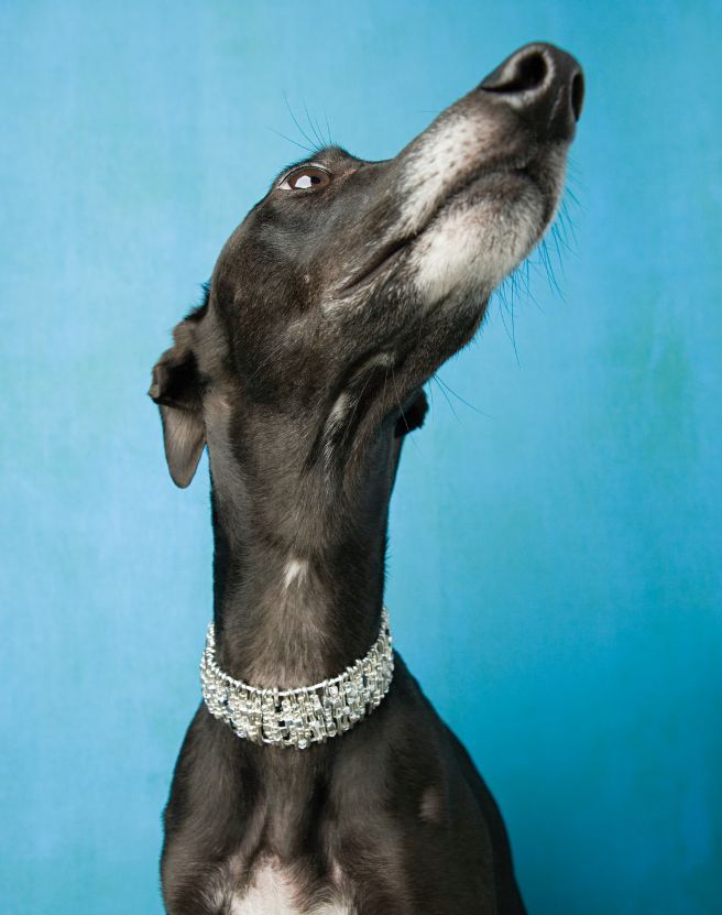 How Tight Should A Dog's Collar Be?