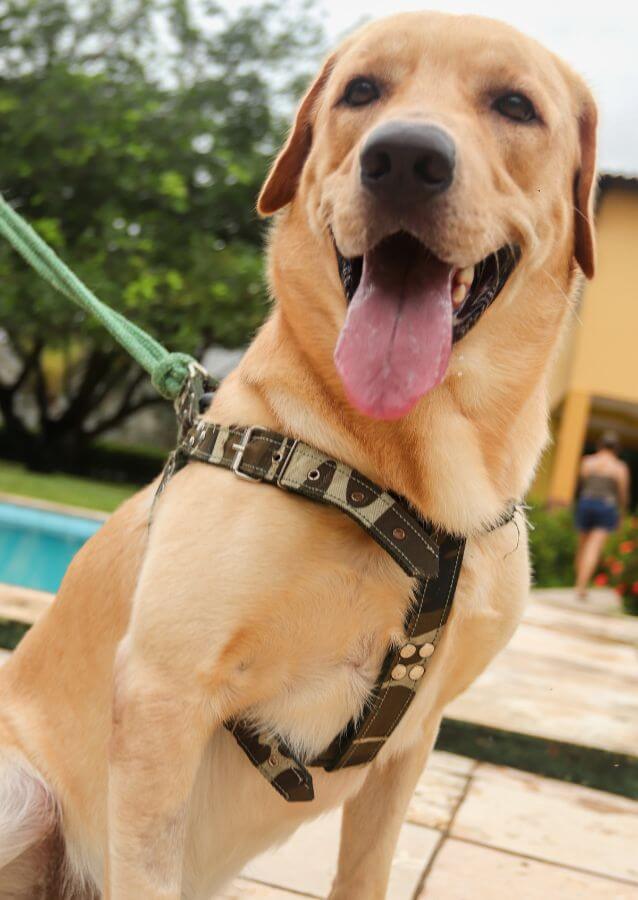 yellow lab sitting by the pool with brown leather harness