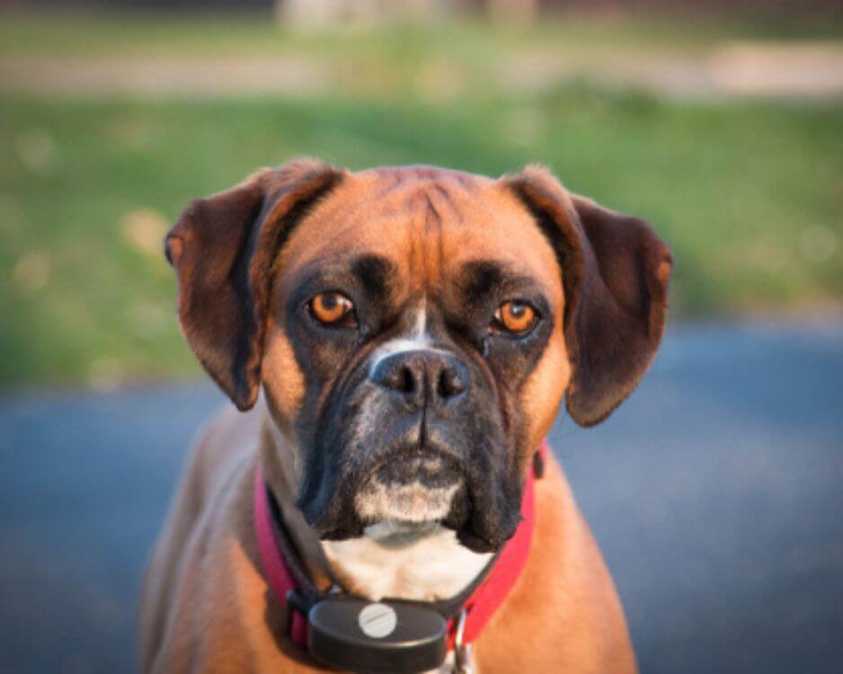 boxer dog with adjustable intensity shock collar