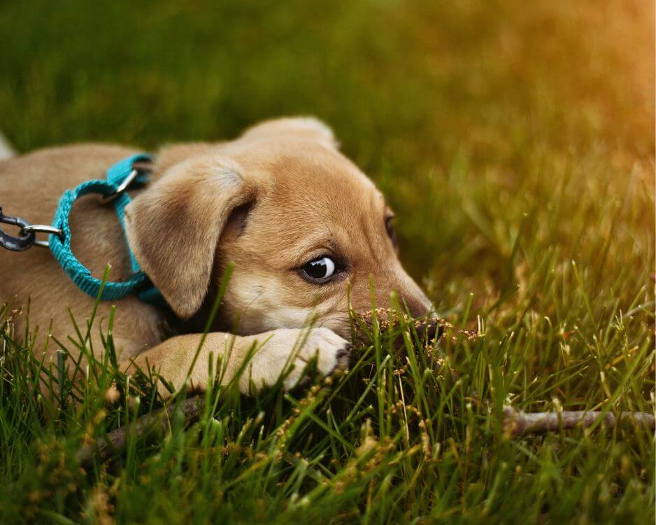 brown puppy laying in grass with teal reflective collar