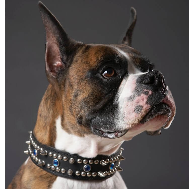 boxer with studded leather collar