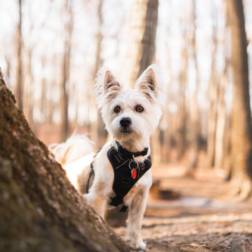 little white dog by a tree with and harness