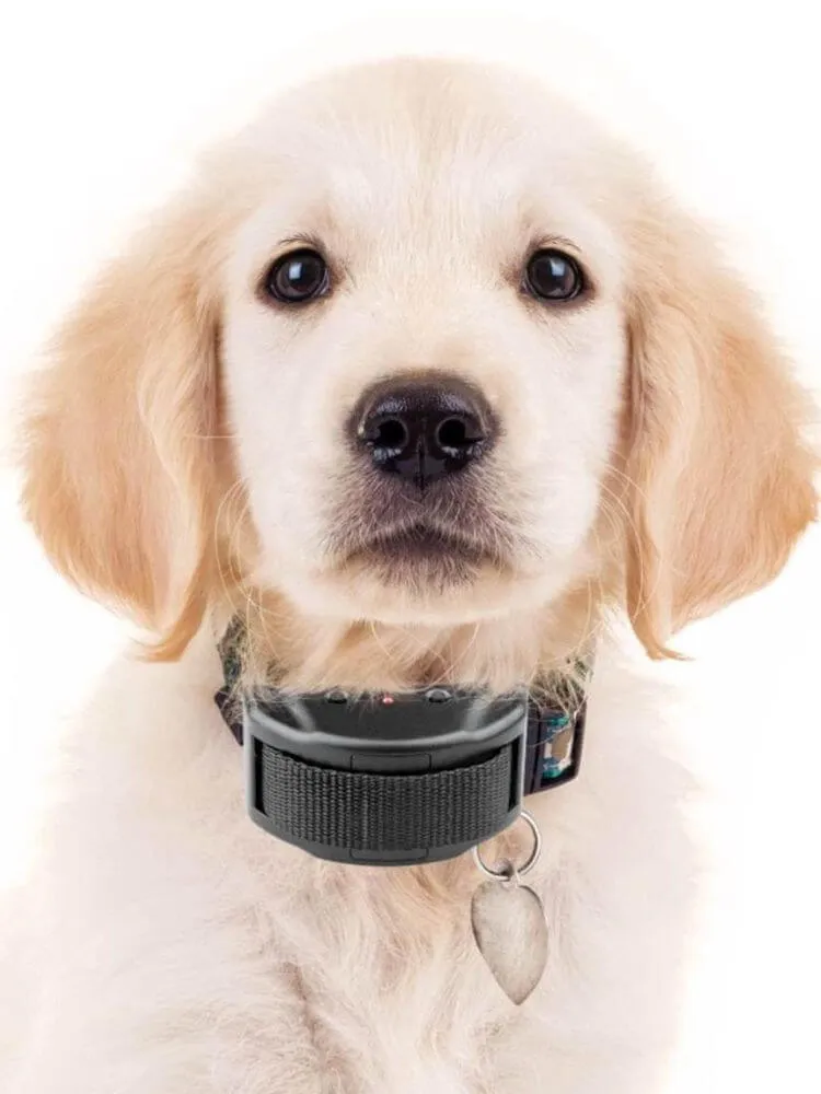 The Best Training Collar for Stubborn Dogs in 2024