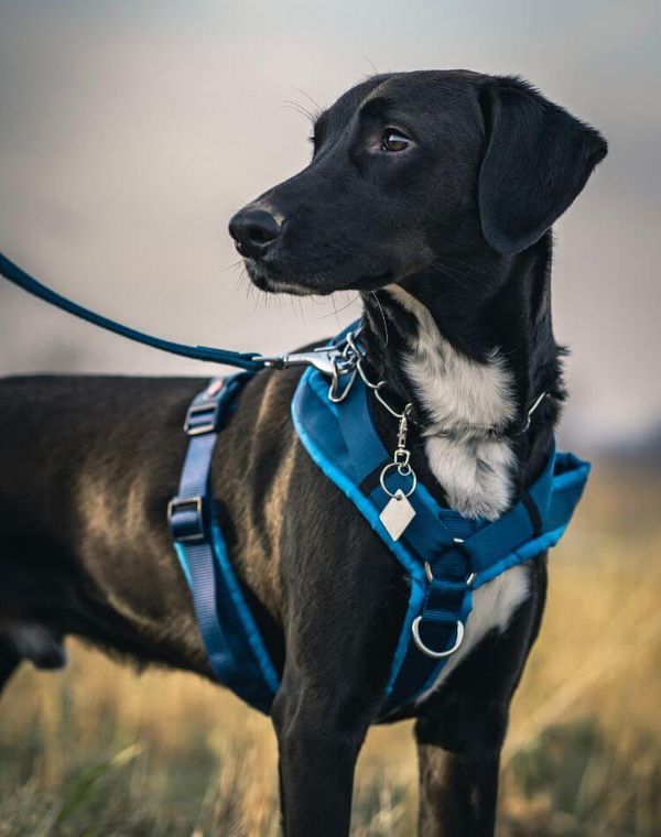 Unleash The Power Of A Tactical Dog Harness: The 5 BEST Picks!