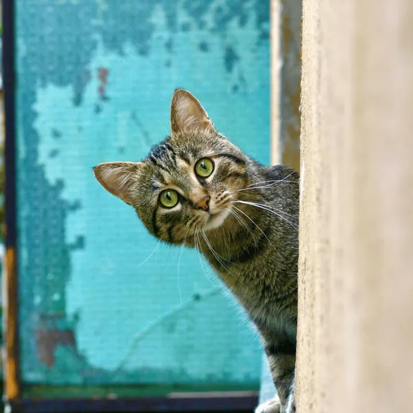 Cat Wall Furniture Design